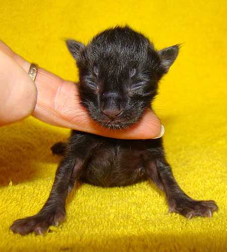     Catsvill County!   !    !       !!!    Catsvill County +7-926-544-74-09     .   ,   ,   ,    ,   ,  ,     ,   -,    ,   !